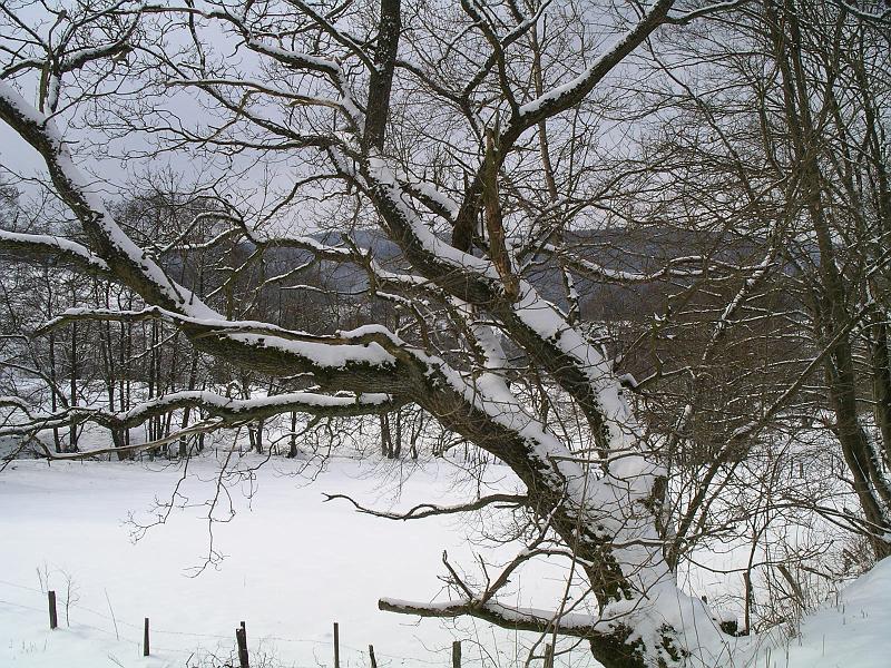 Winter 92.jpg